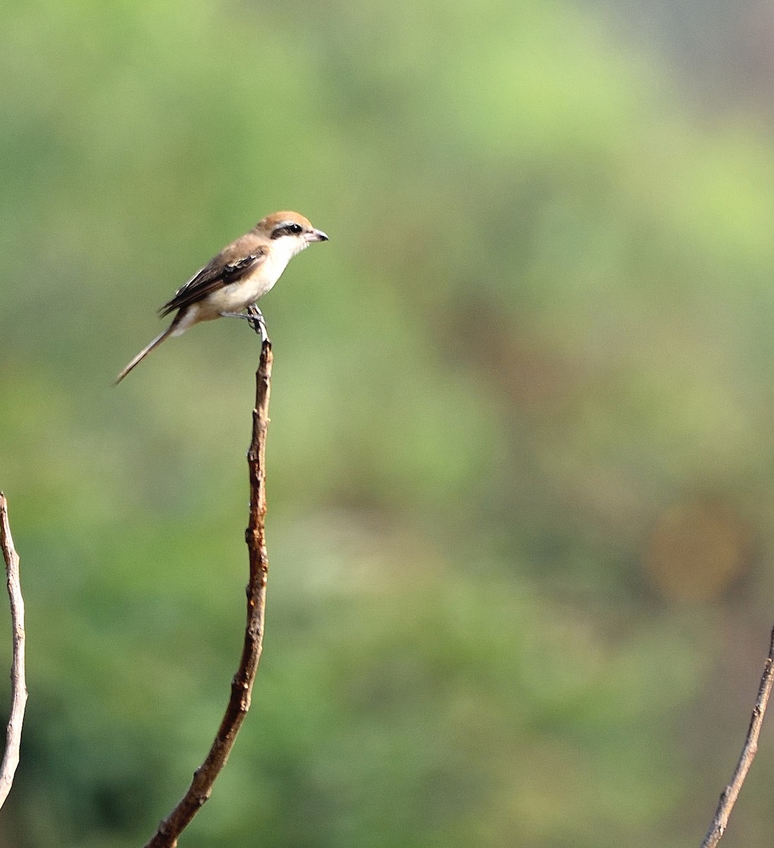 Brown Shrike - Arun Prabhu