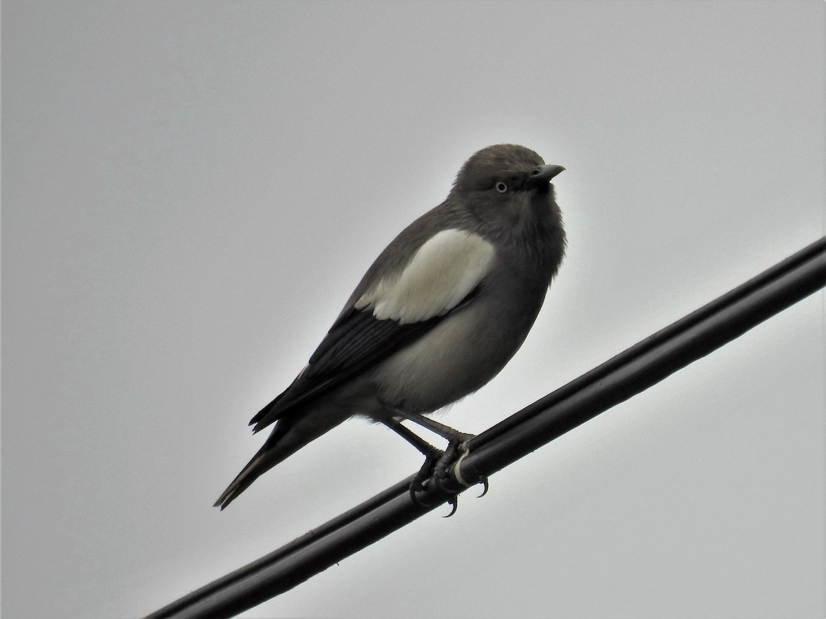 White-shouldered Starling - ML88856111