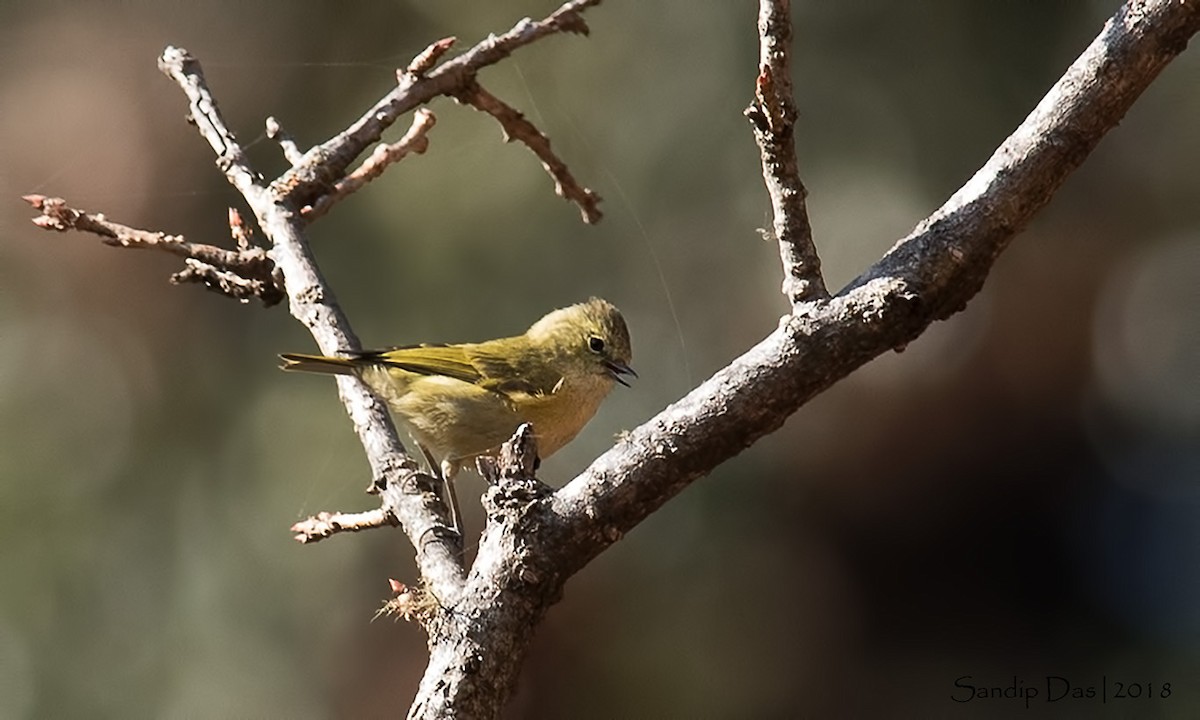 Yellow-browed Tit - ML88856151