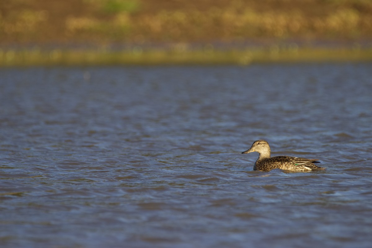 Green-winged Teal - ML88857791