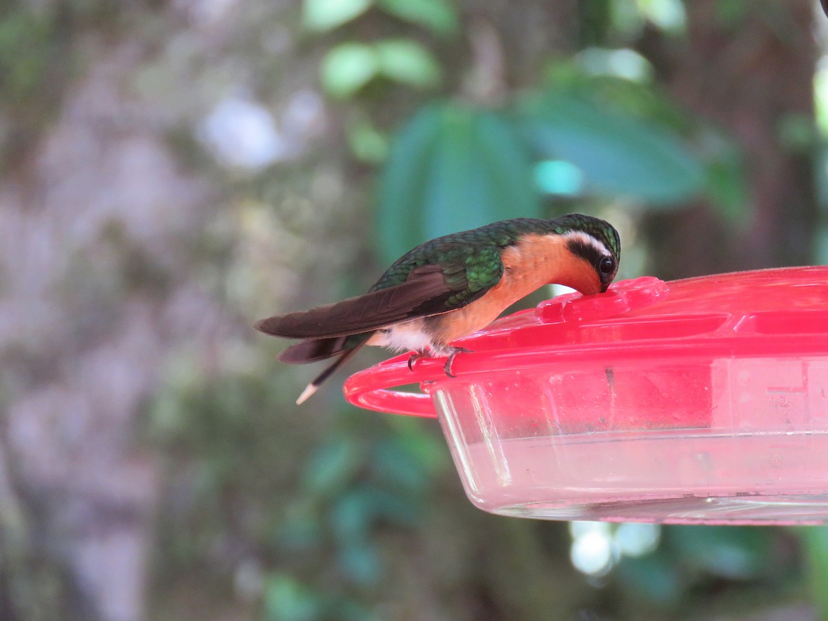 kolibřík fialovohrdlý - ML88858971