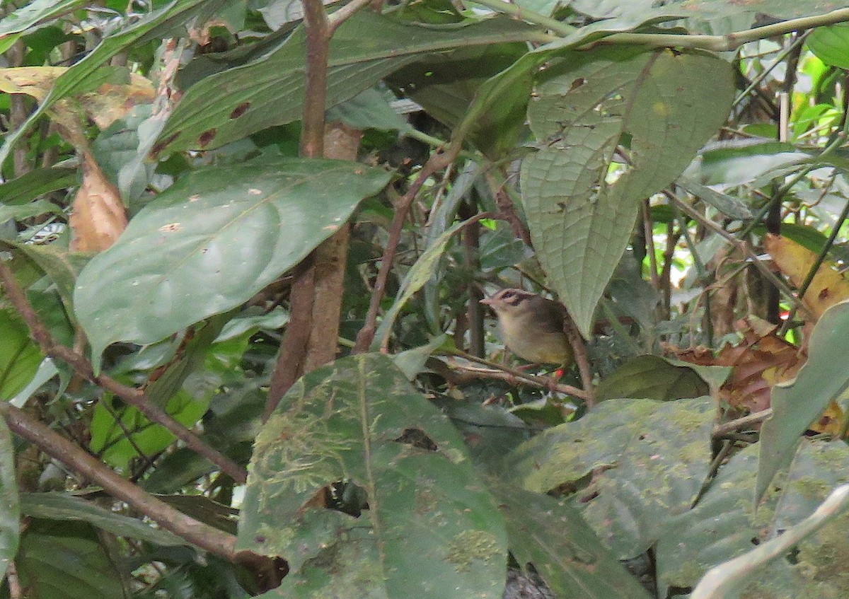 Costa Rican Warbler - ML88859081