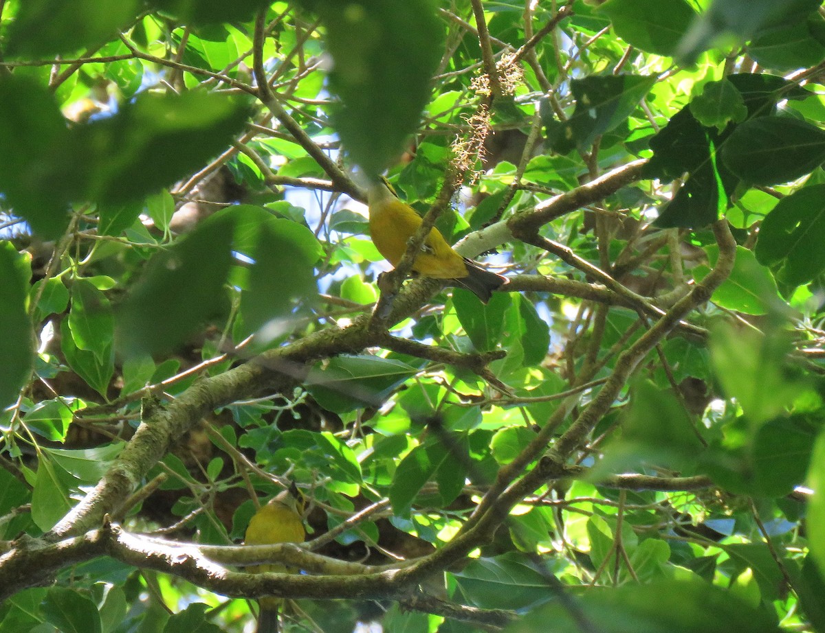 Silver-throated Tanager - ML88859091