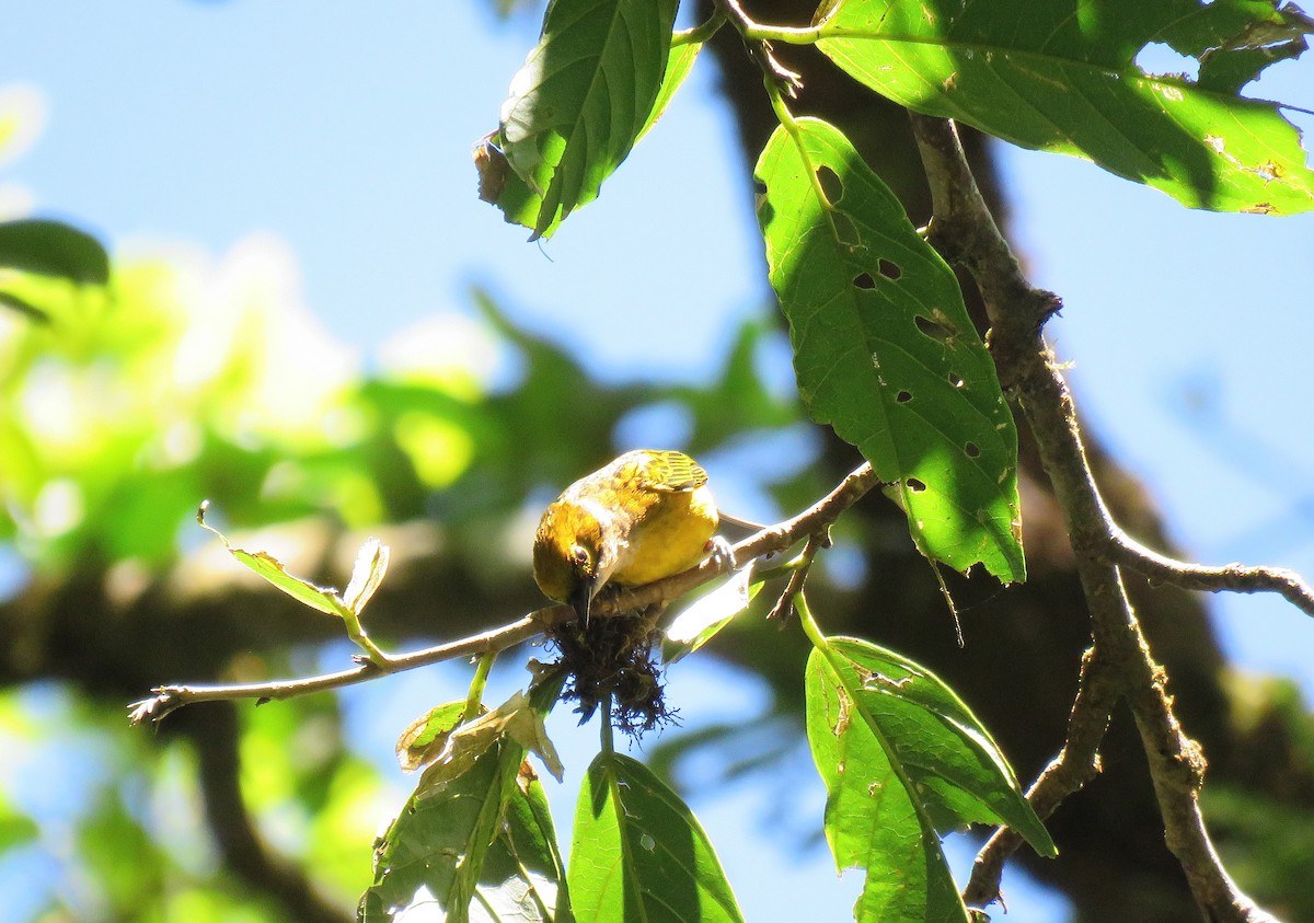 Silver-throated Tanager - ML88859101