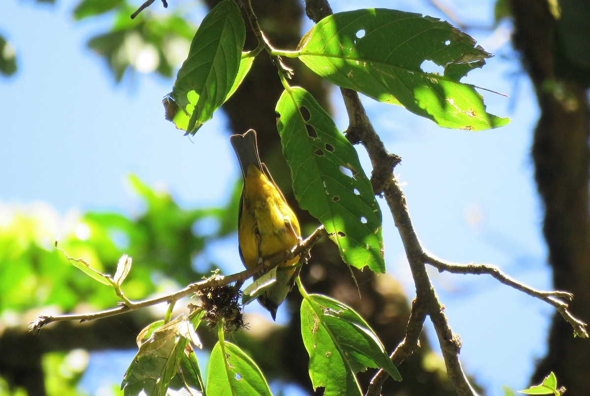 Silver-throated Tanager - ML88859111