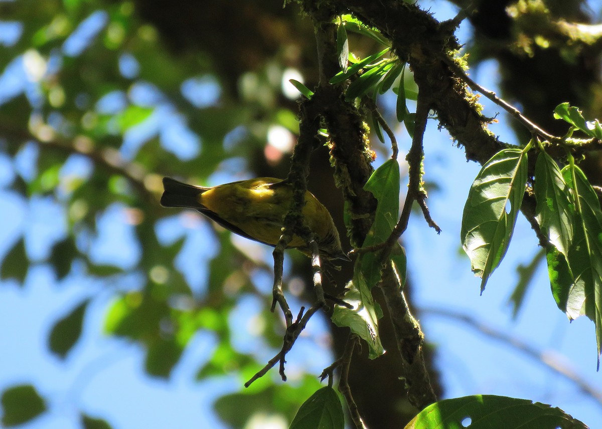 Silver-throated Tanager - ML88859121
