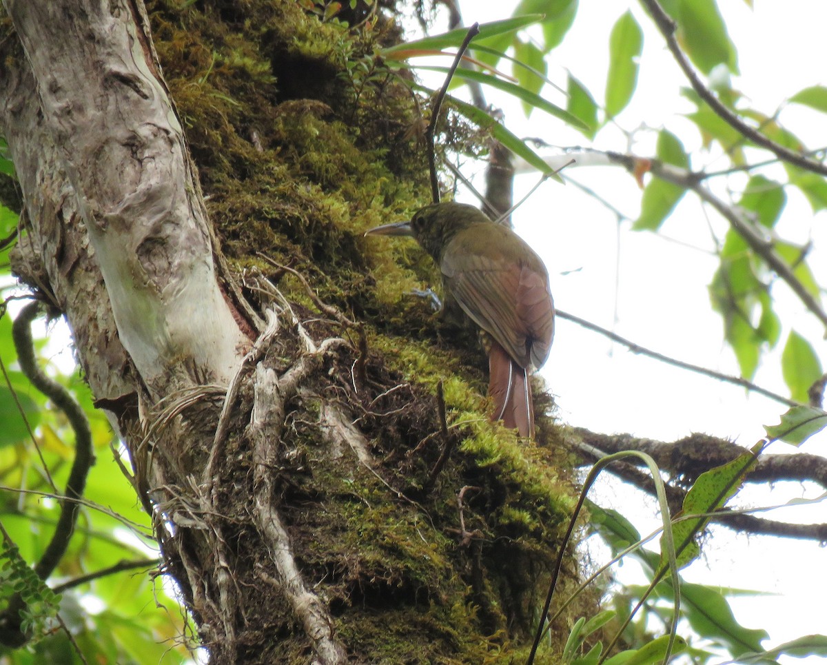 Spotted Woodcreeper - ML88859651