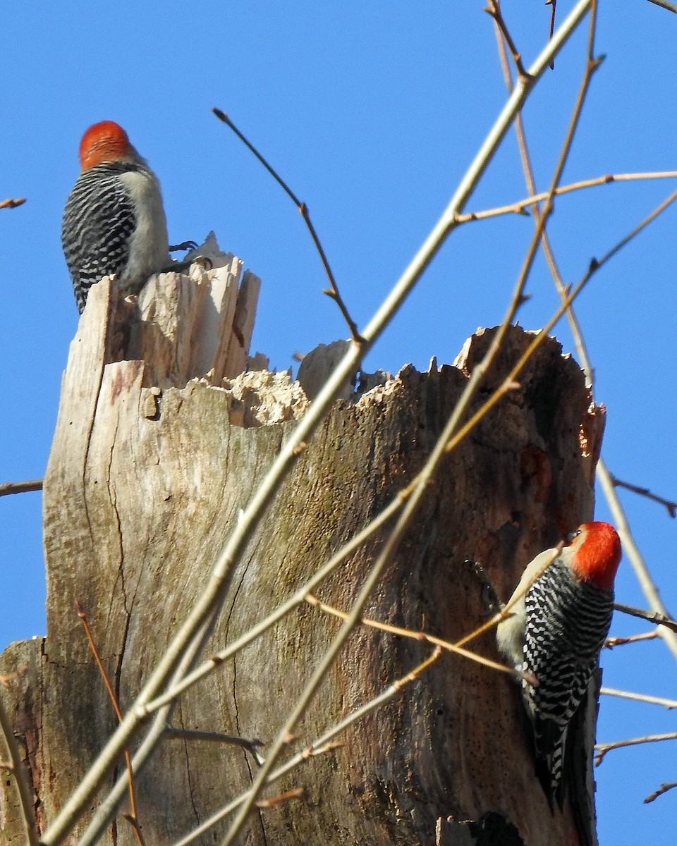 Red-bellied Woodpecker - Karen Zeleznik