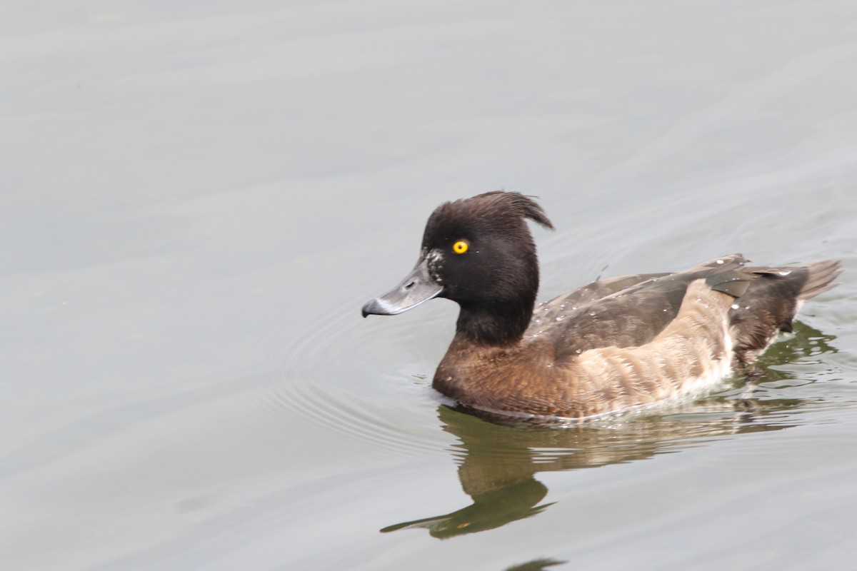 Tufted Duck - ML88861731