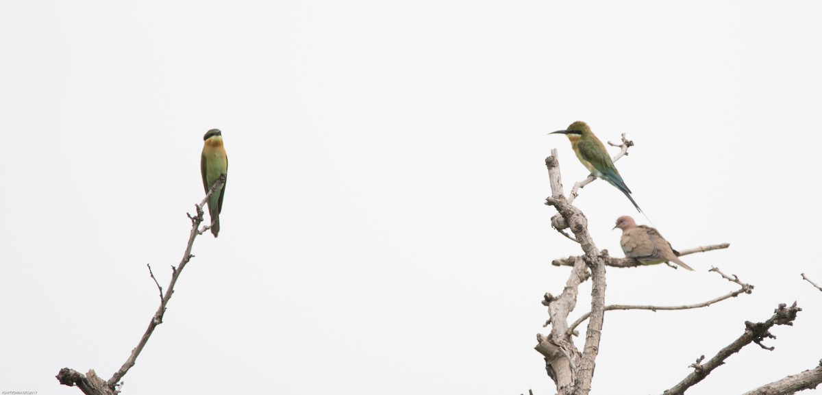 Blue-tailed Bee-eater - Indranil Bhattacharjee
