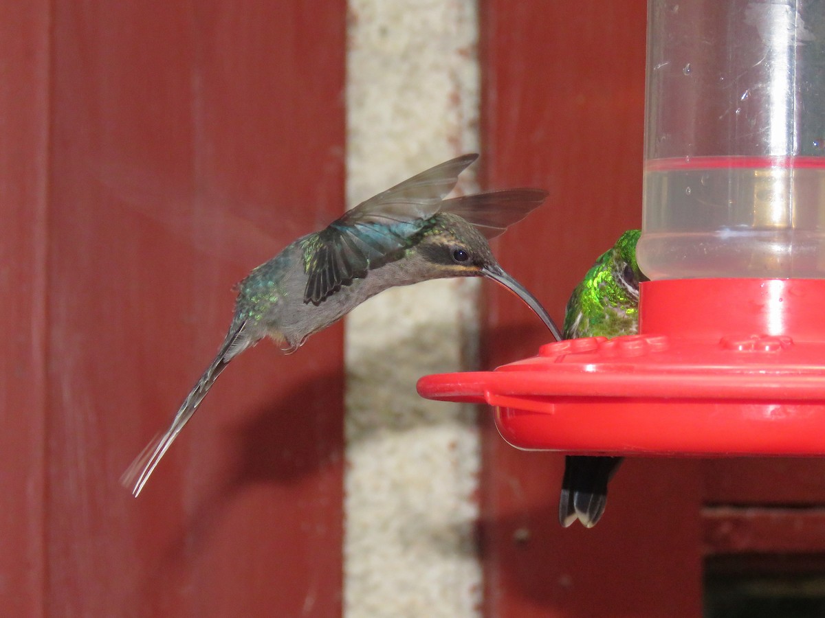Зелёный колибри-отшельник - ML88864671