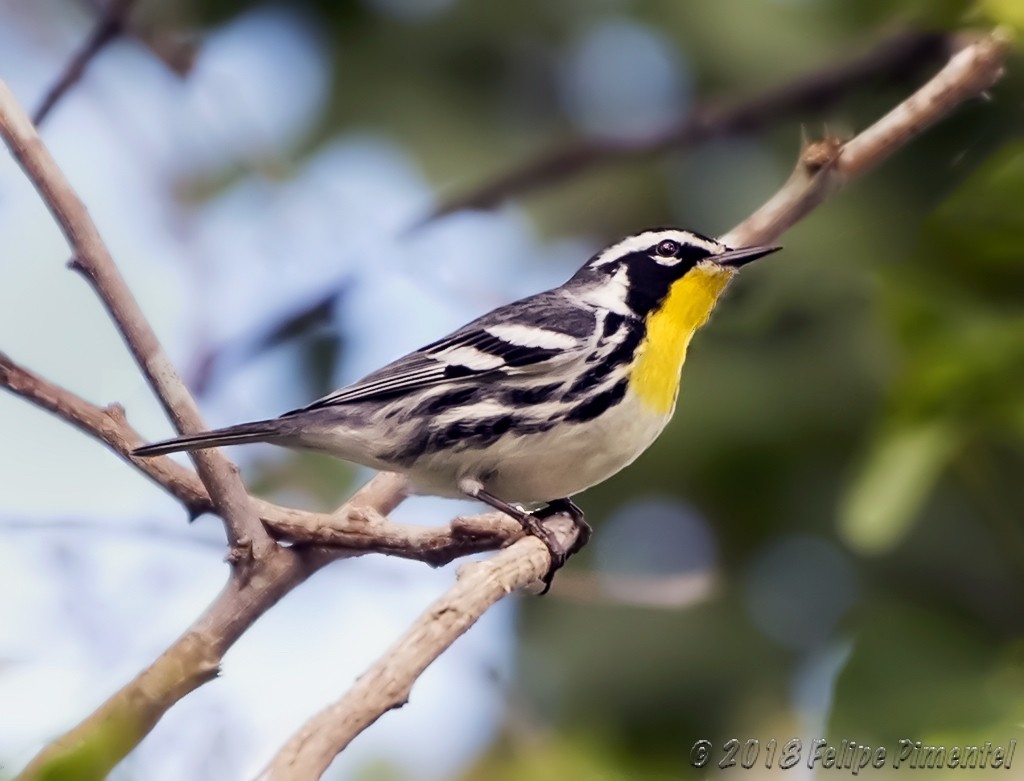 Yellow-throated Warbler - Felipe Pimentel