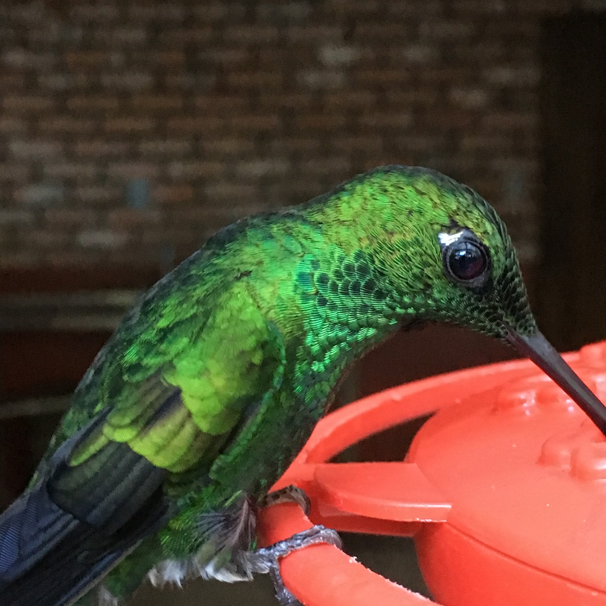 Green-crowned Brilliant - ML88865351
