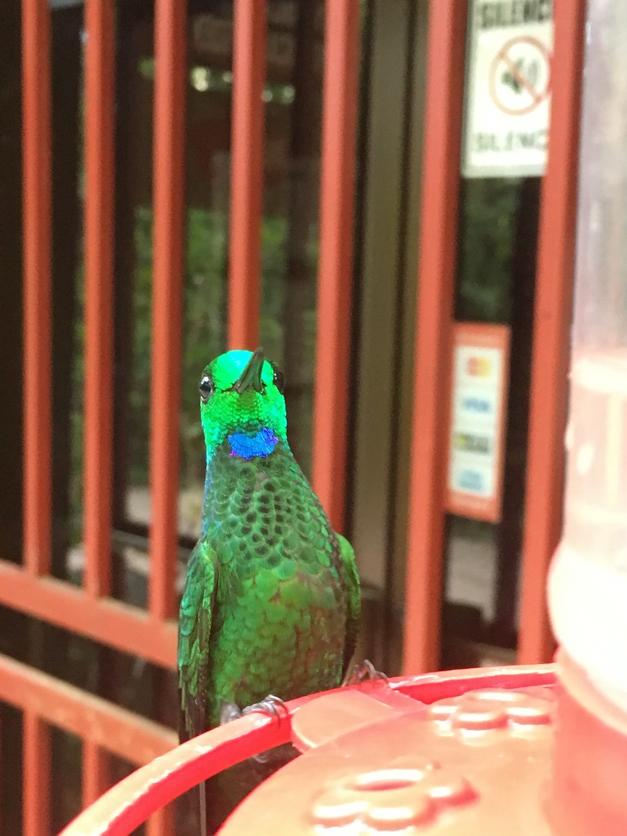 Green-crowned Brilliant - ML88865361
