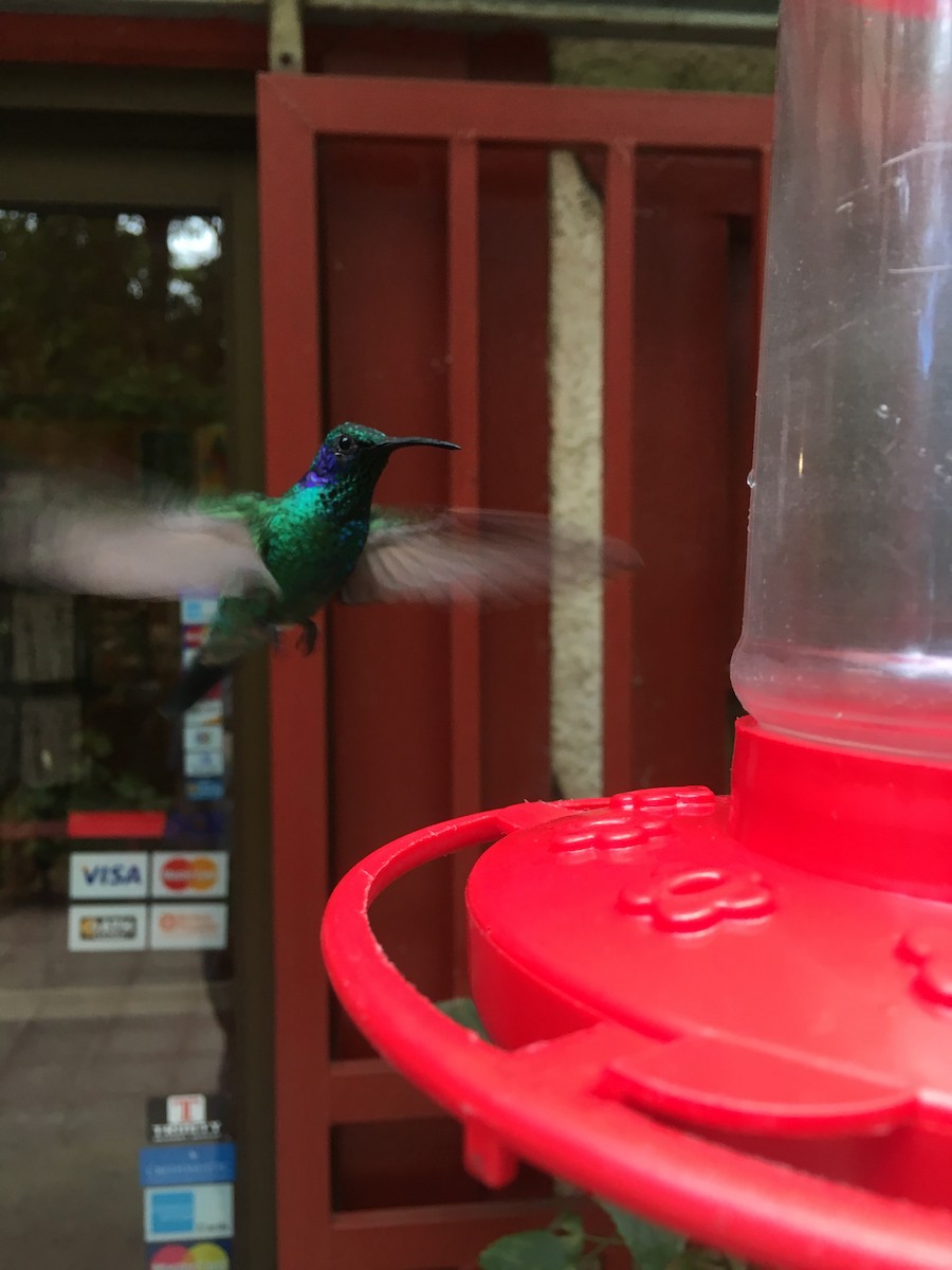 kolibřík modrouchý - ML88865761