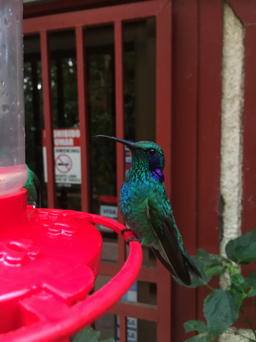 kolibřík modrouchý - ML88865781