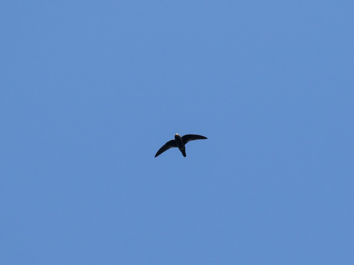 Spot-fronted Swift - ML88866191