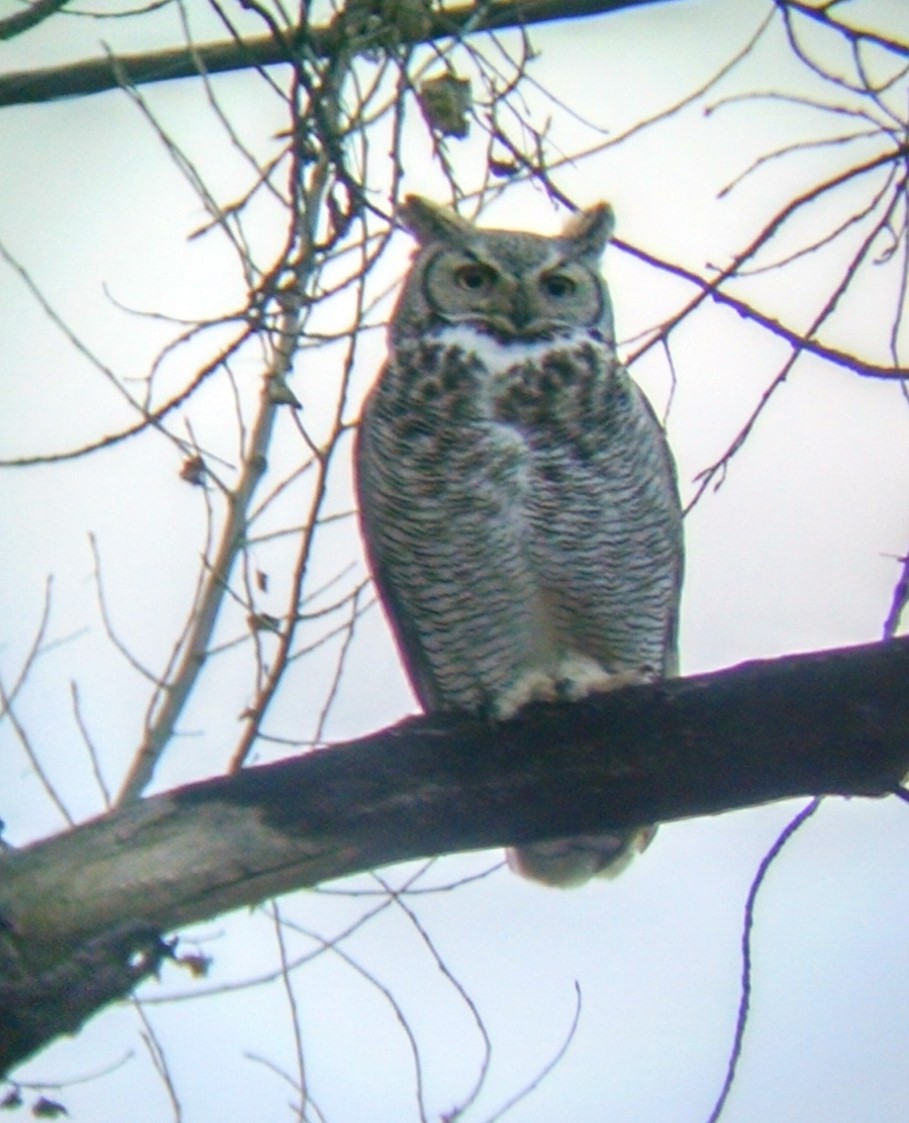 Great Horned Owl - ML88868491