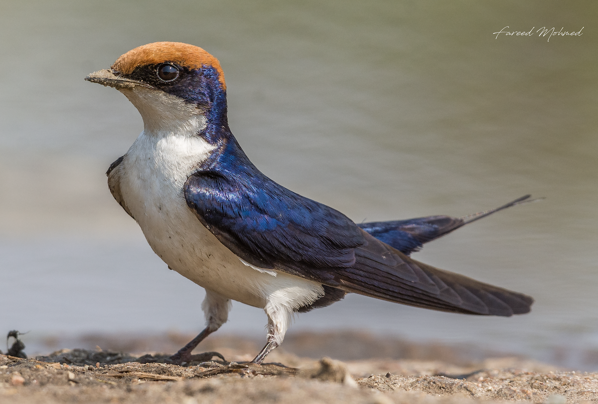 Wire-tailed Swallow - ML88871261