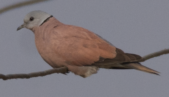 Red Collared-Dove - ML88871271