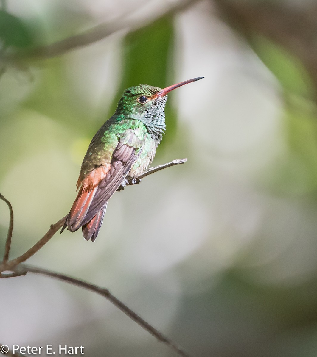 Rufous-tailed Hummingbird - Peter Hart