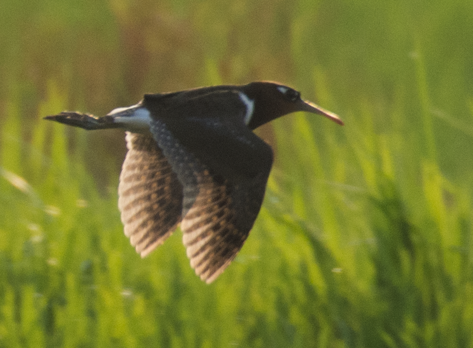 Greater Painted-Snipe - ML88871821
