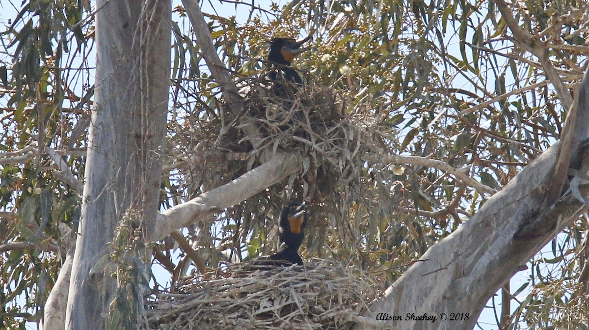 Double-crested Cormorant - Alison Sheehey