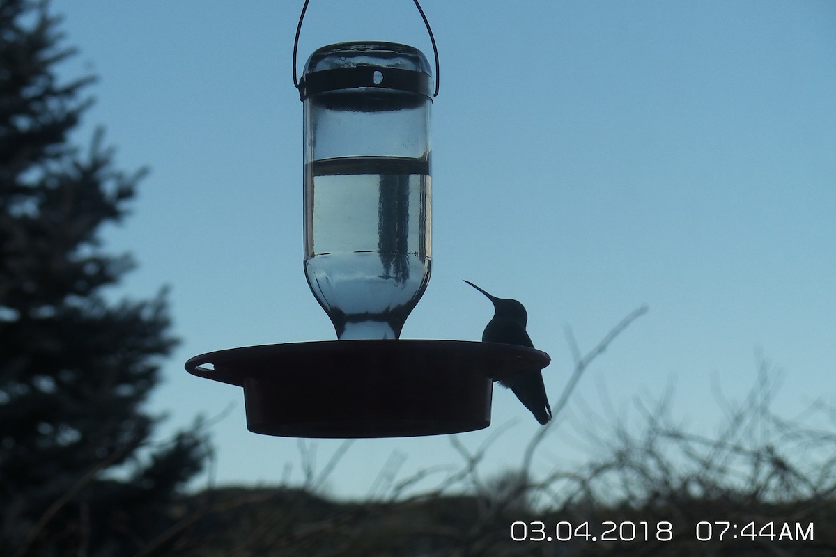 Anna's Hummingbird - ML88874881
