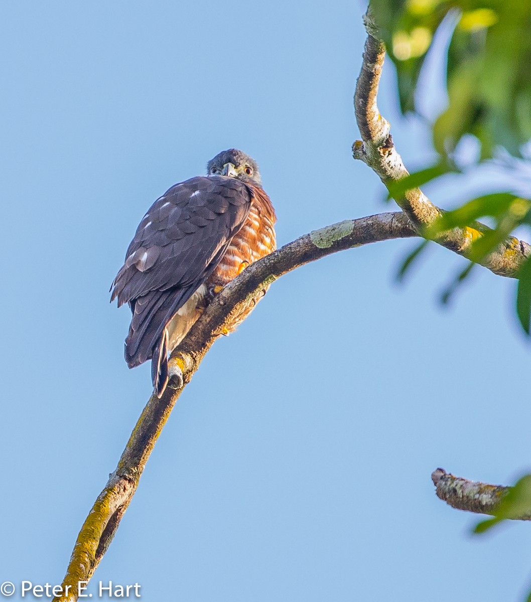 Double-toothed Kite - Peter Hart
