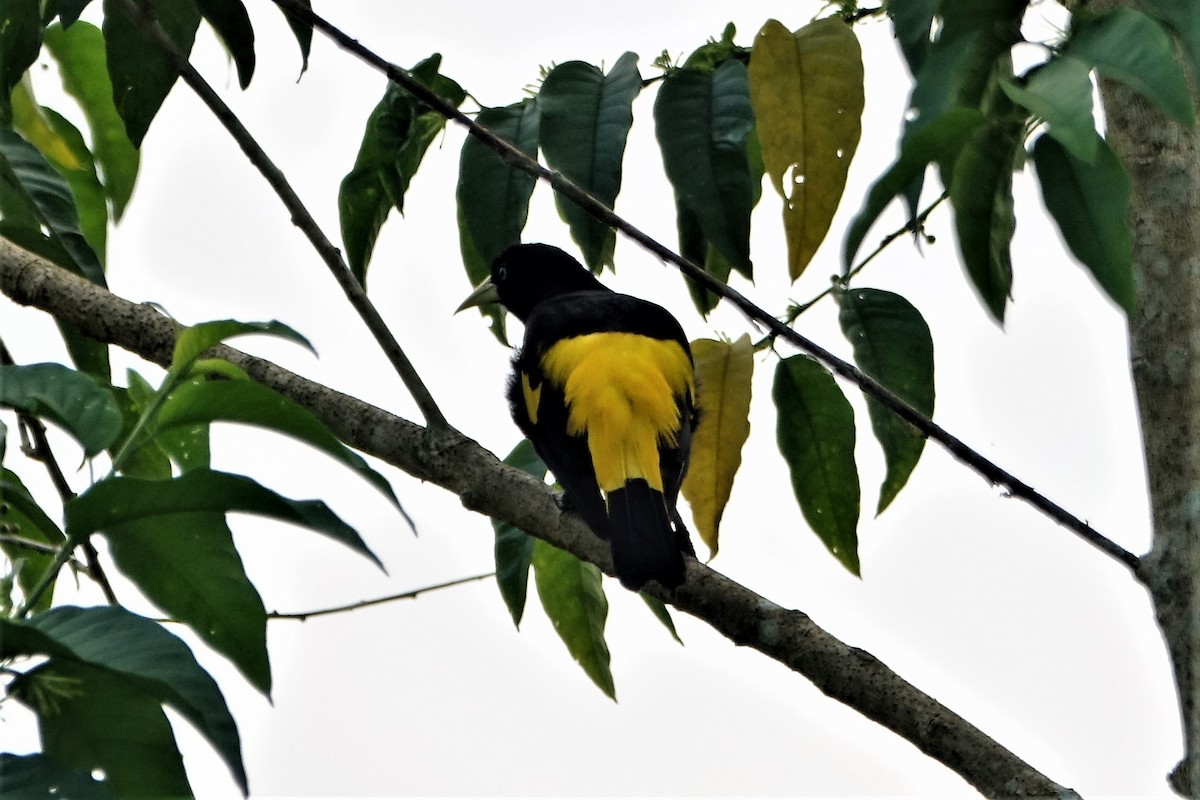Yellow-rumped Cacique (Amazonian) - Martin Brookes