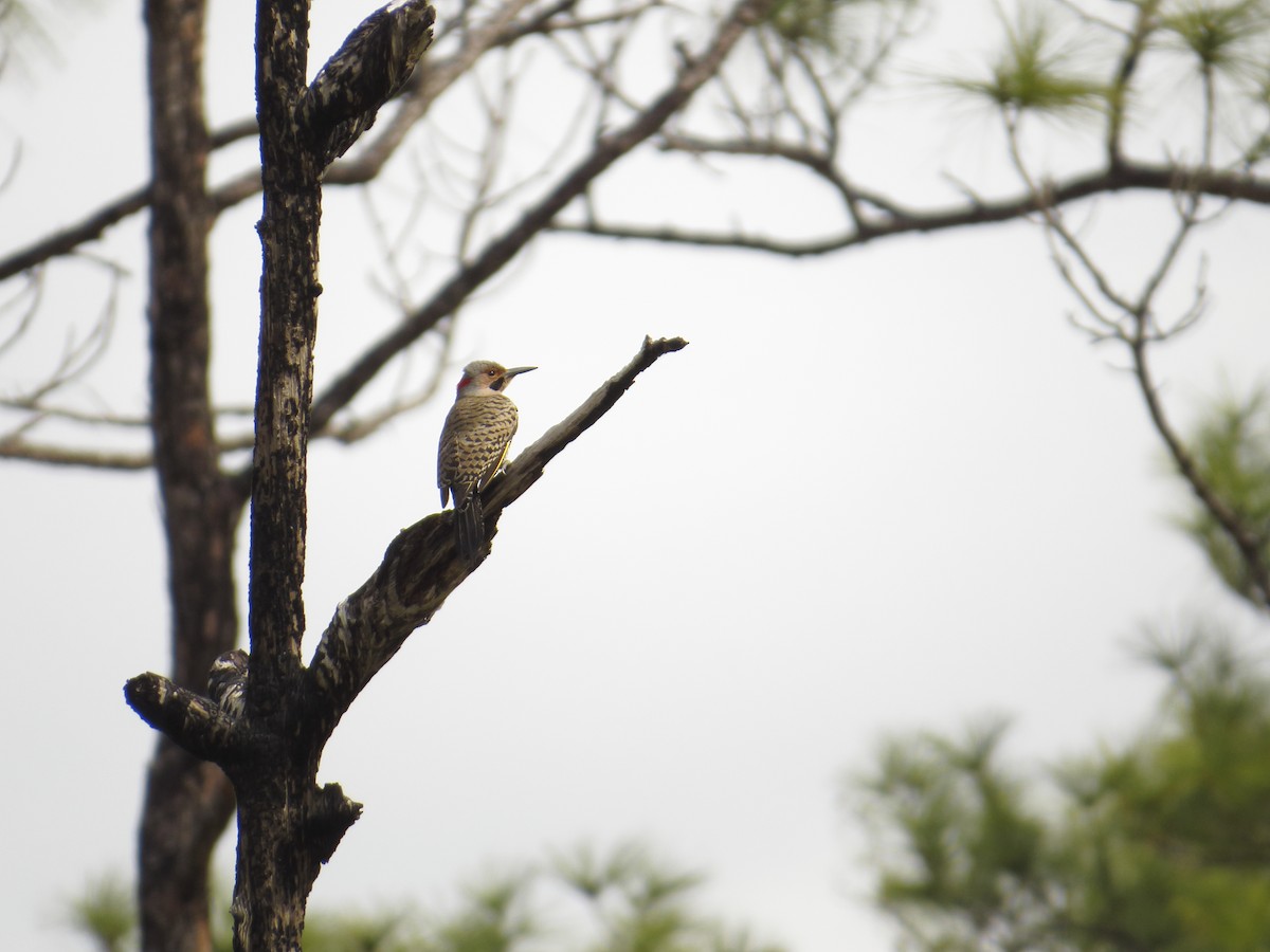 Northern Flicker (Yellow-shafted) - ML88880181
