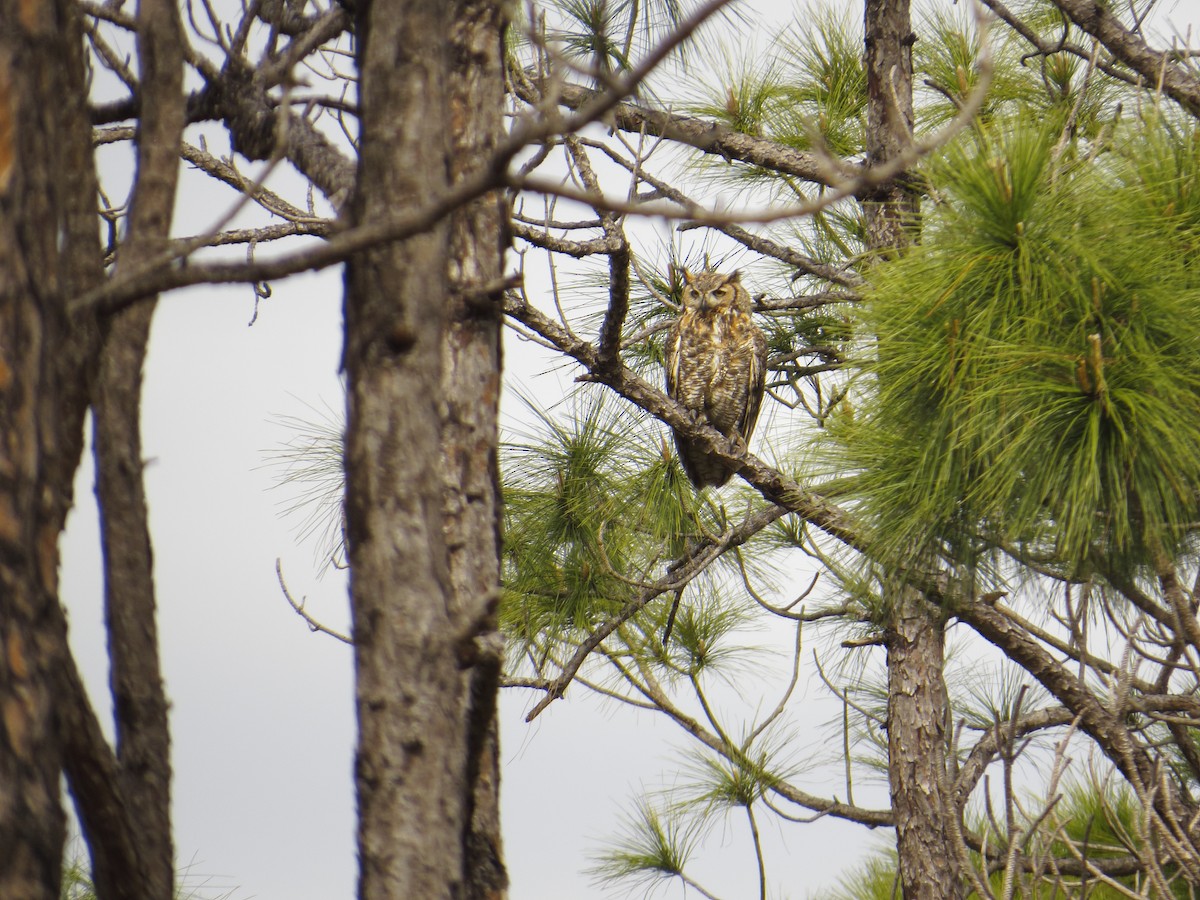 Great Horned Owl - ML88880511