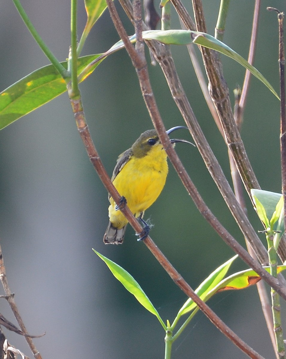 Ornate Sunbird - Ari Noviyono
