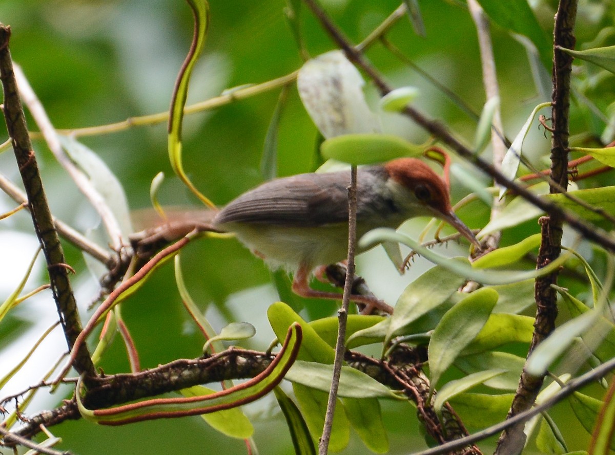 Rufous-tailed Tailorbird - Ari Noviyono