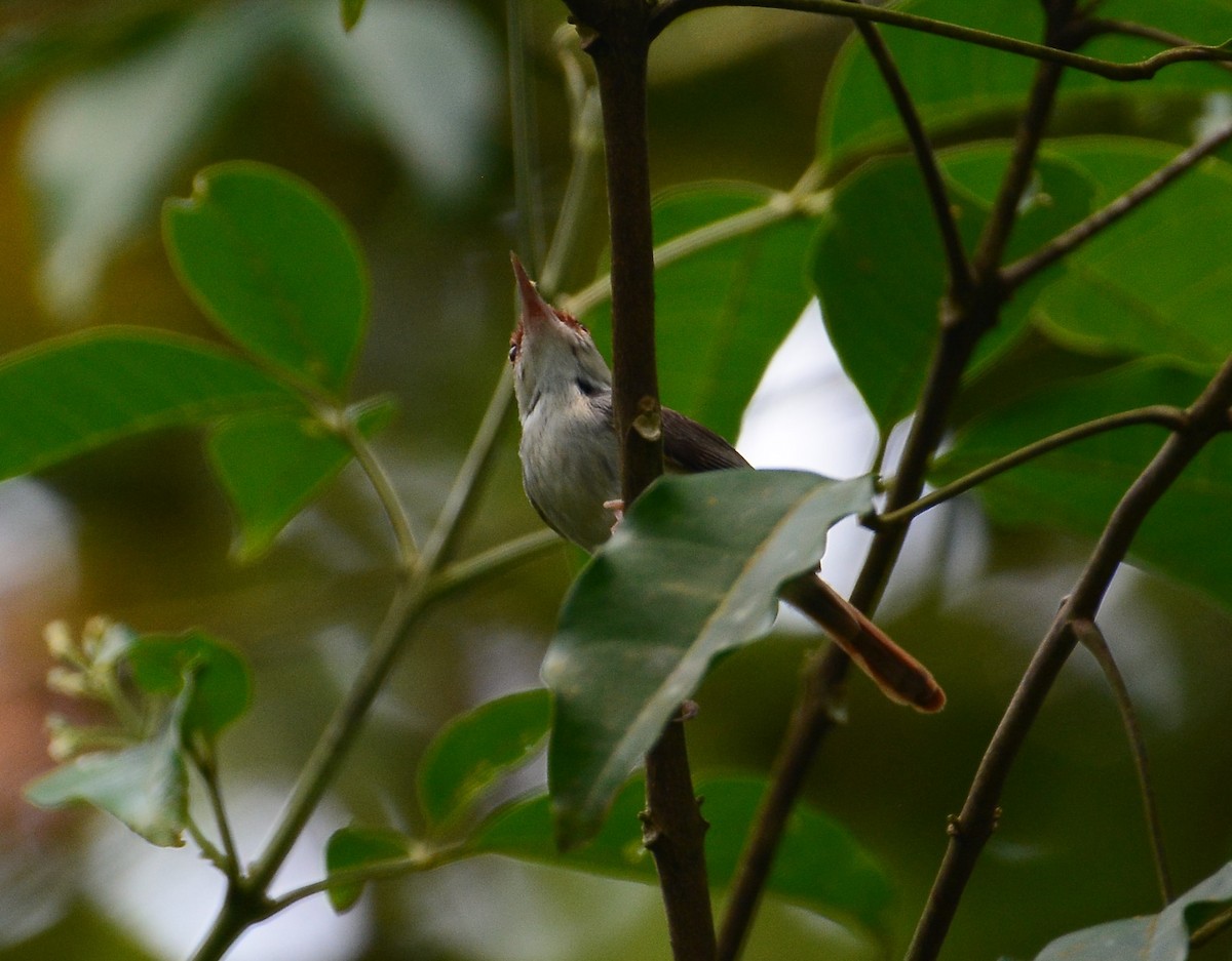 Rufous-tailed Tailorbird - Ari Noviyono