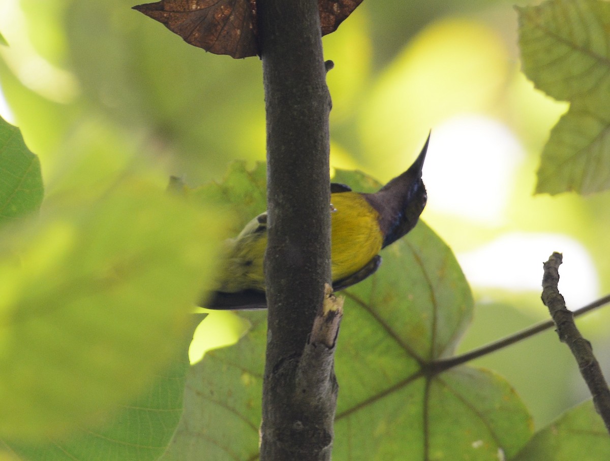 Brown-throated Sunbird - Ari Noviyono