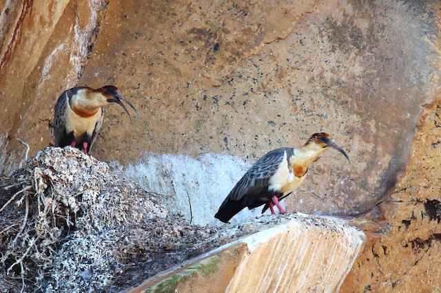 Pair on its nest situated on cliff. - Andean Ibis - 