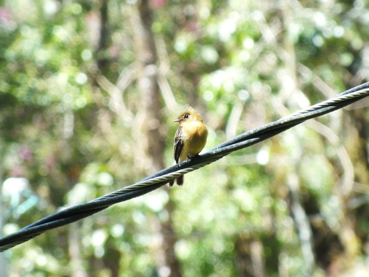 Tufted Flycatcher (Costa Rican) - Néstor Villalobos Rojas
