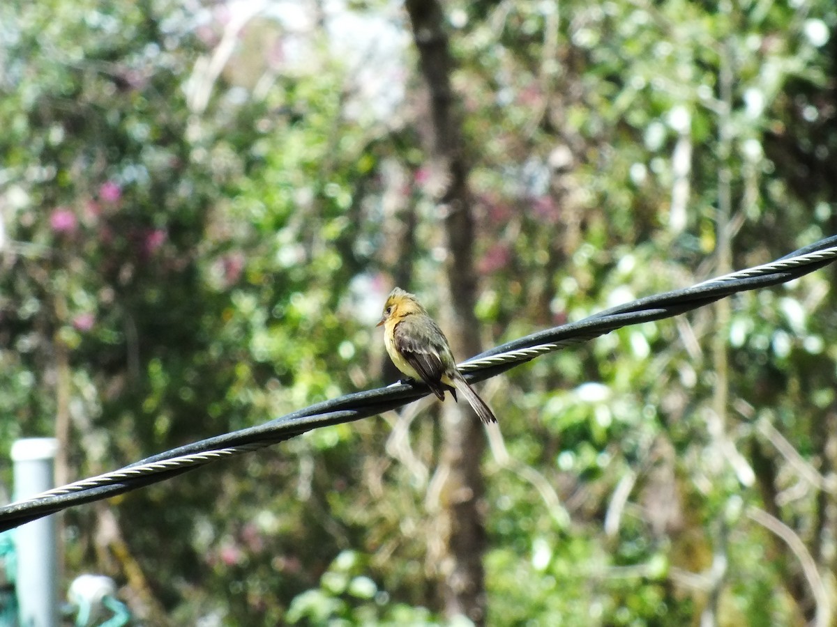 Tufted Flycatcher (Costa Rican) - Néstor Villalobos Rojas