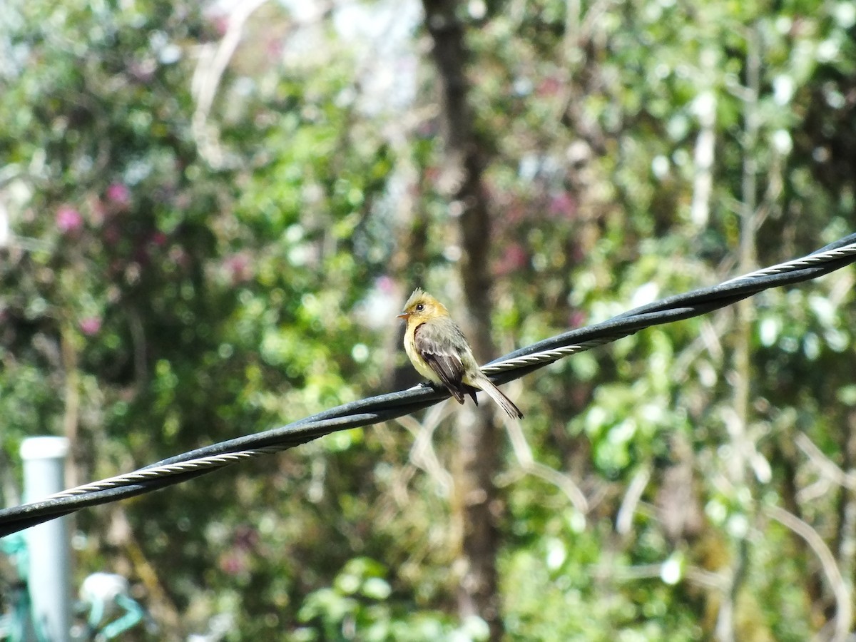 Tufted Flycatcher (Costa Rican) - ML88884531