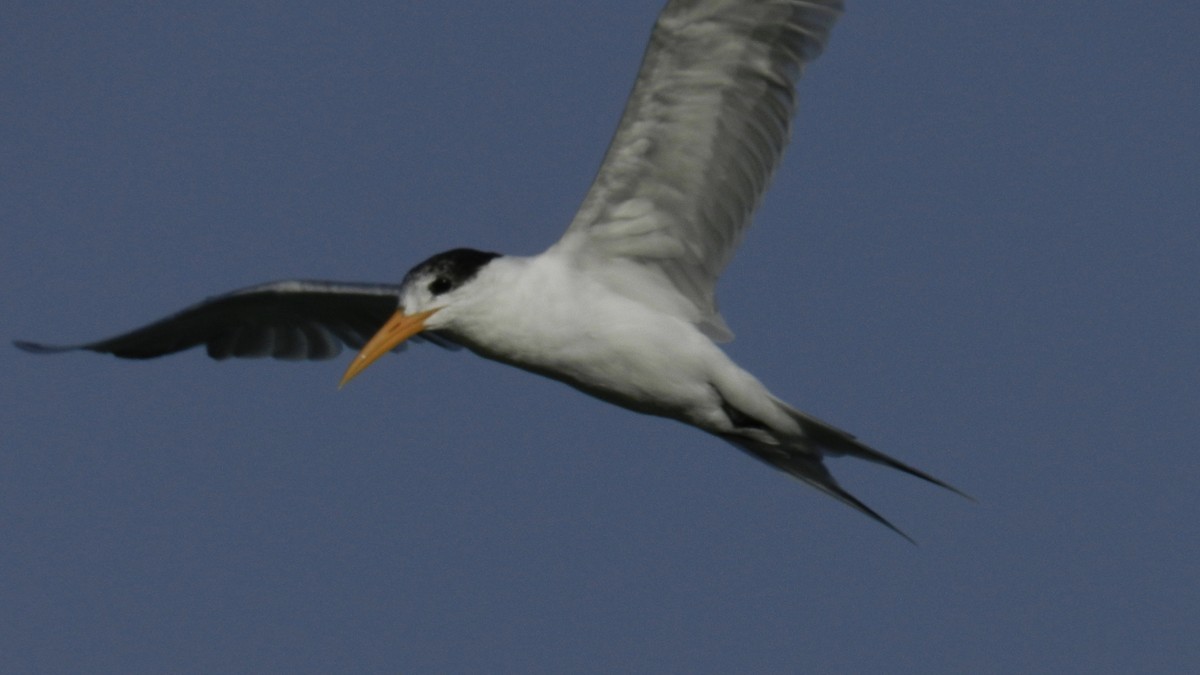 Lesser Crested Tern - Rob Fergus