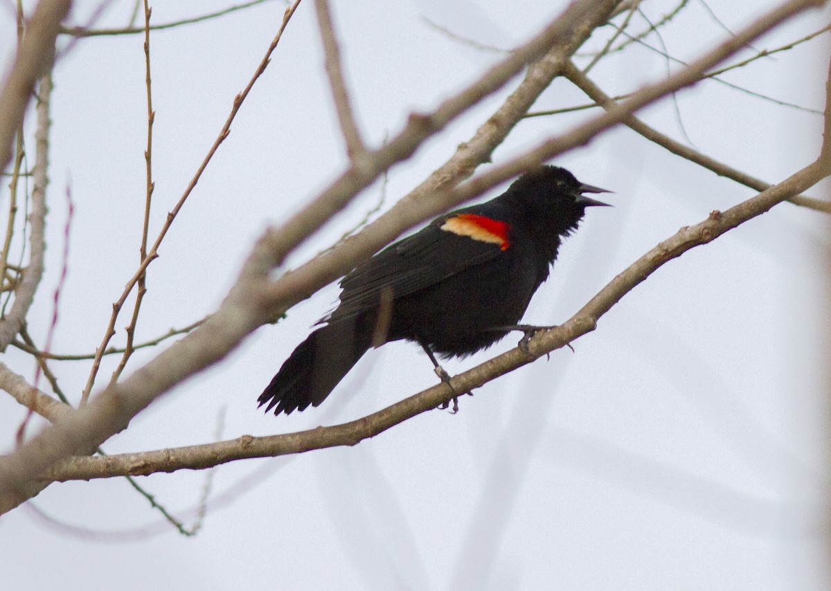 Red-winged Blackbird - Brian O'Shea