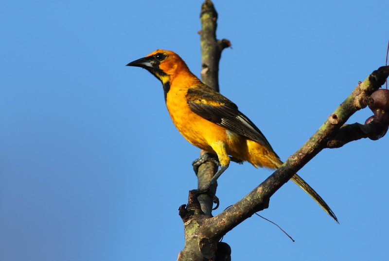 Spot-breasted Oriole - ML88887971