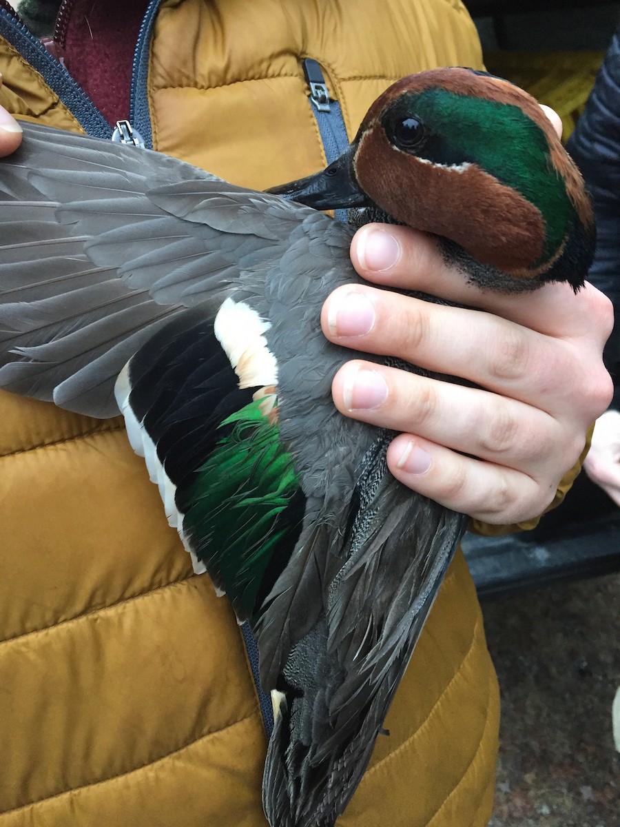 Green-winged Teal - ML88888161