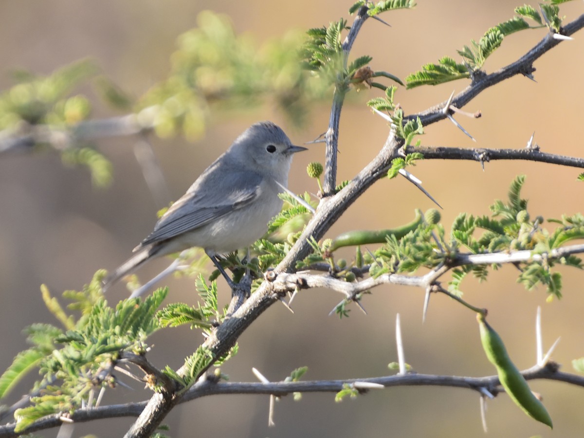 Lucy's Warbler - ML88890481