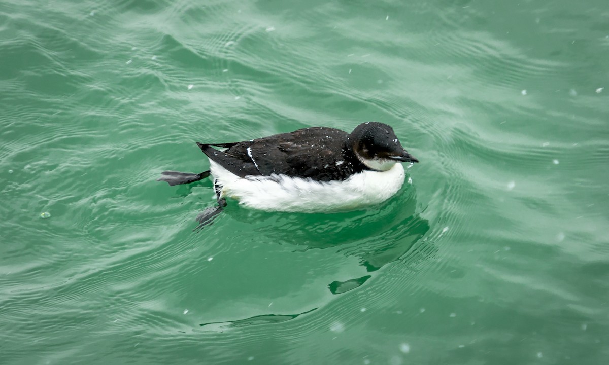 Thick-billed Murre - Sally Chisholm