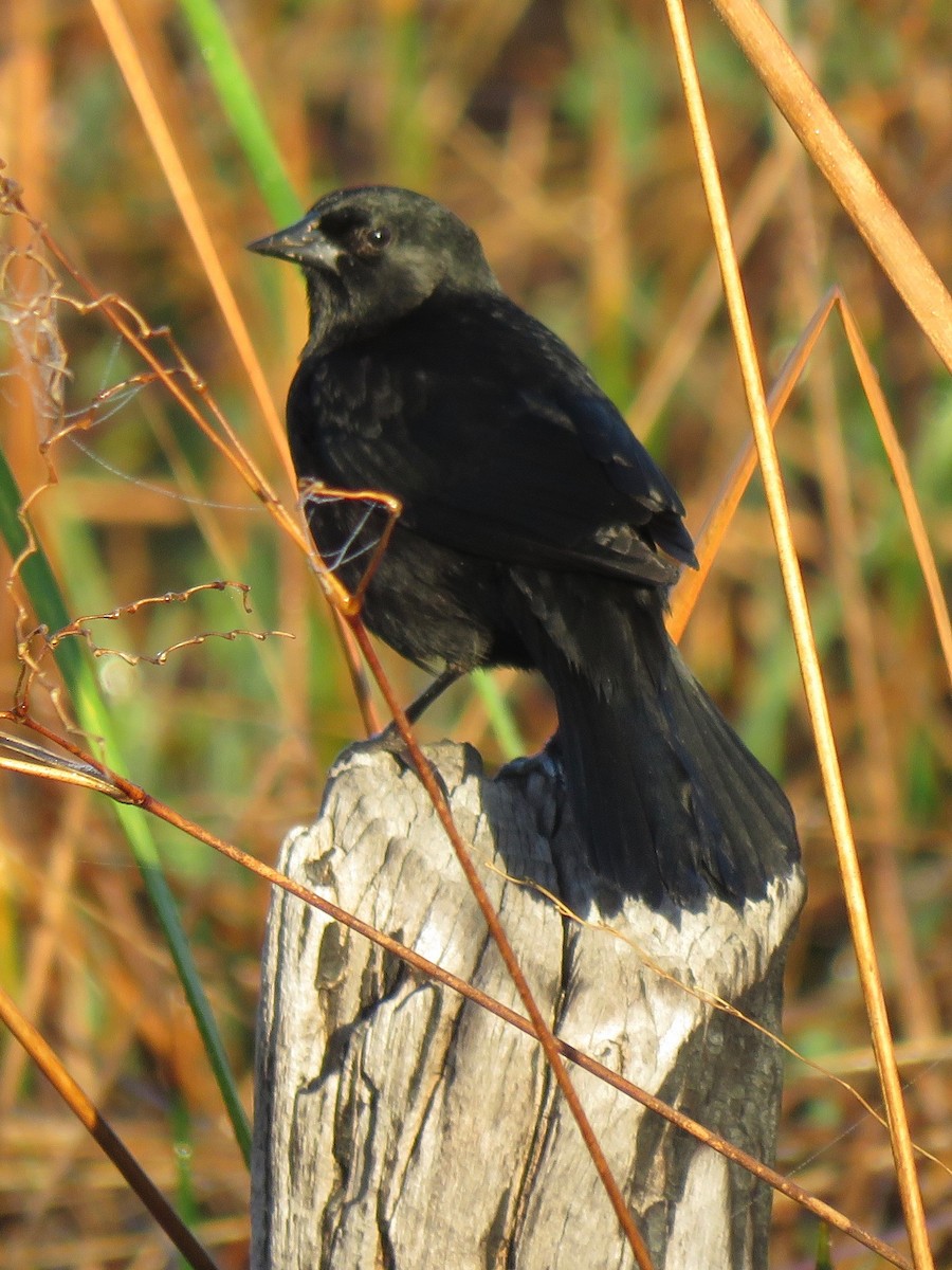 Red-shouldered Blackbird - Eric Wier
