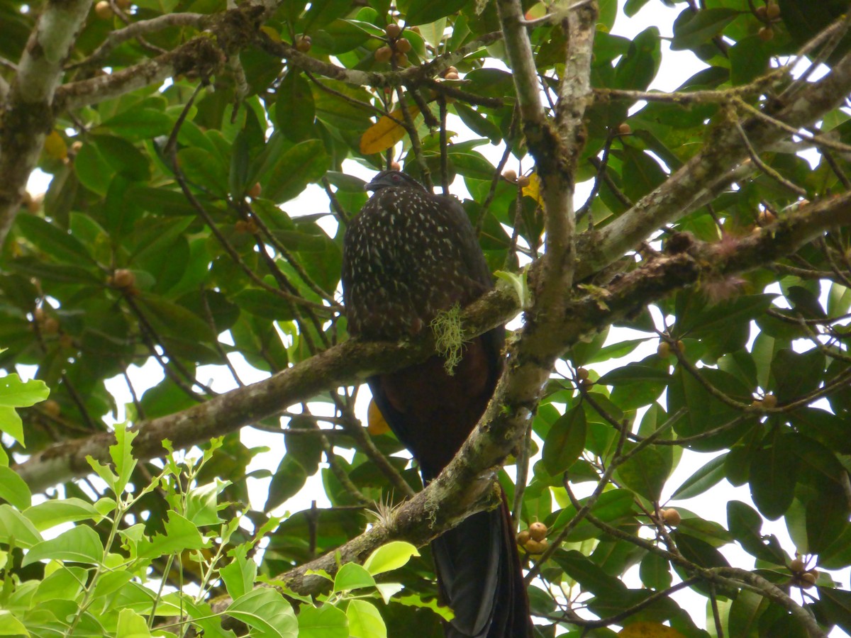 Crested Guan - ML88898401