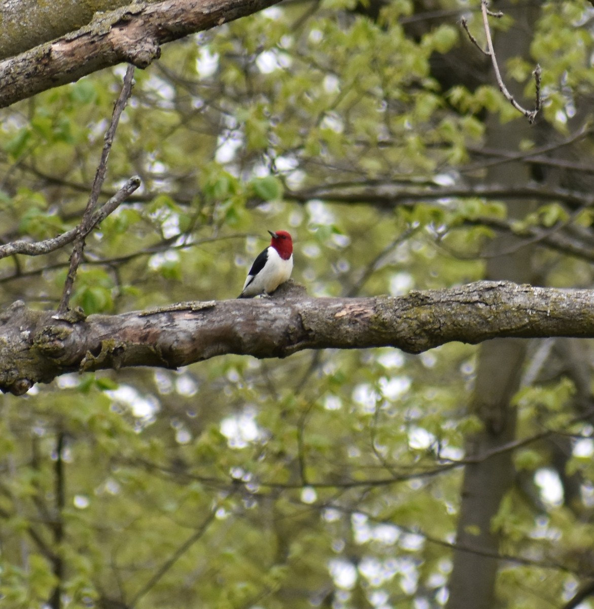 Red-headed Woodpecker - Henry Tindall