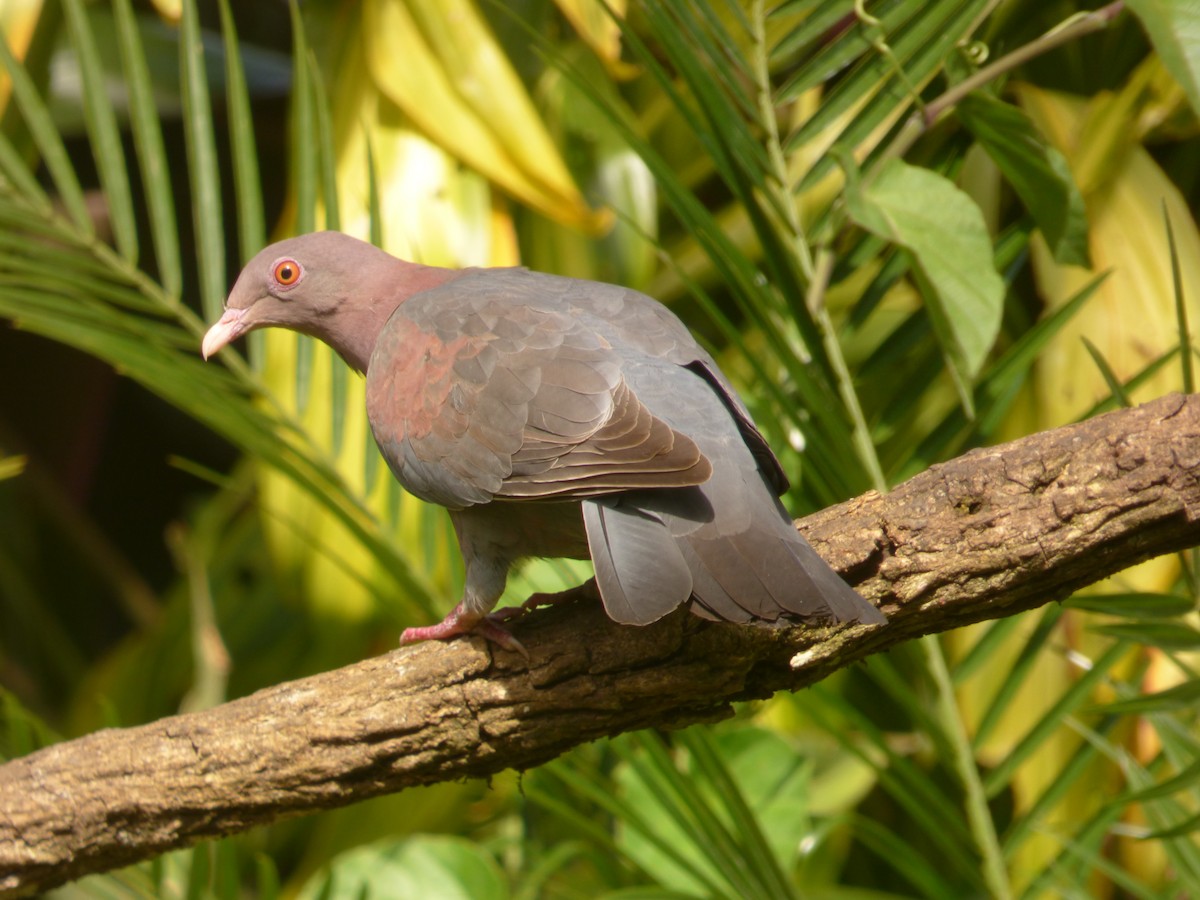 Red-billed Pigeon - Danny J Alvarado S